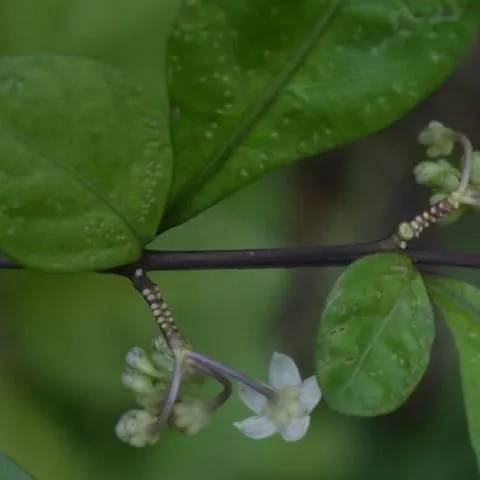 thumbnail for publication: Distribution, Identification, and Management of Two-Leaf Nightshade (Solanum diphyllum), an Invasive Plant in Florida